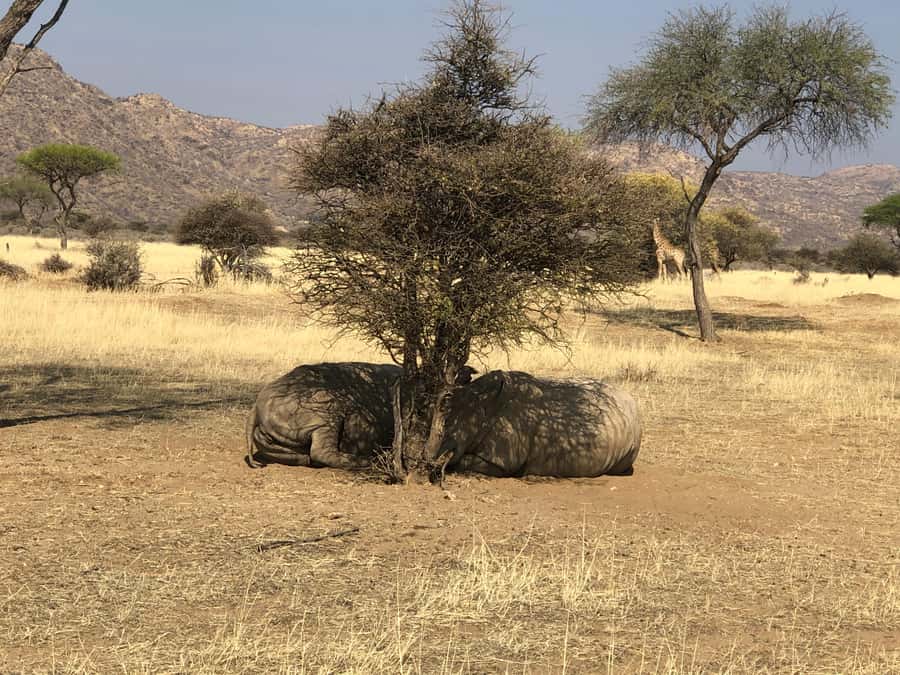 Windhoek: Okapuka Game Ranch Guided Tour - What the Okapuka setting adds