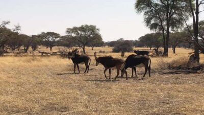 Okapuka Game Ranch Guided Tour