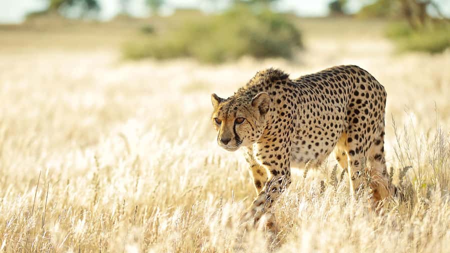 Zannier Game Drive with Hotel Pickup - From Windhoek to N/a’an ku sê Wildlife Sanctuary